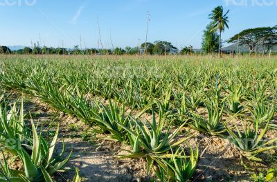 Crop of aloe vera plants