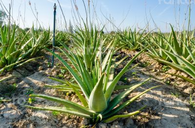 Crop of aloe vera plants
