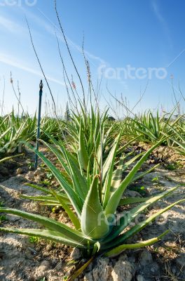 Crop of aloe vera plants