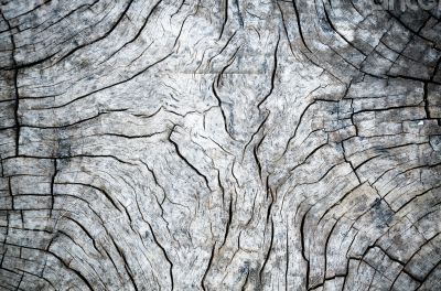 Old wood texture black and white