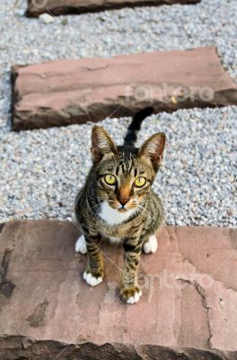 Kitten with tiger stripes