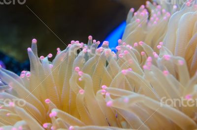 Anemones, organism of the sea.