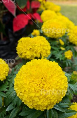 Yellow Marigold flower