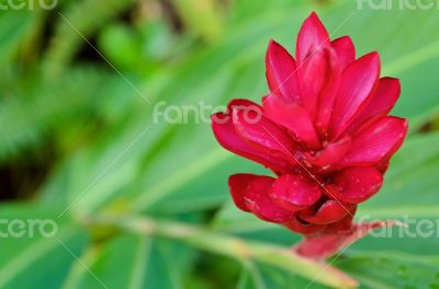 Alpinia, Red Ginger flower