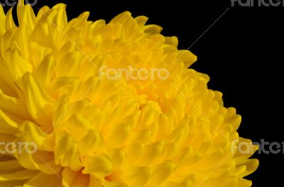 Yellow chrysanthemum flower