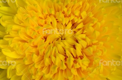 Close-up yellow chrysanthemum flower