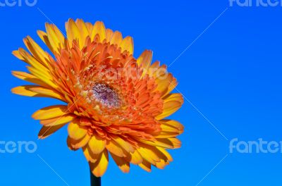 Orange Gerbera flower on sky background