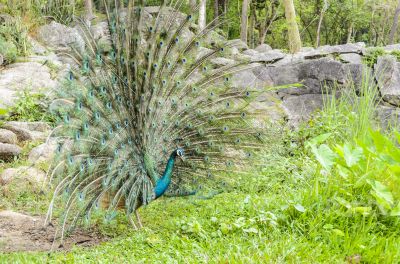 Male peacock display