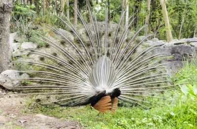 Male peacock display