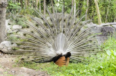 Male peacock display
