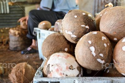 Coconut processing agricultural produce.