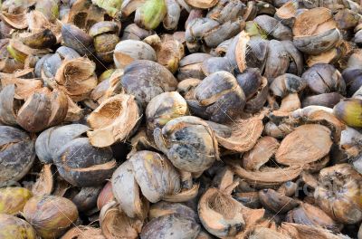 Pile of Coconut shell.