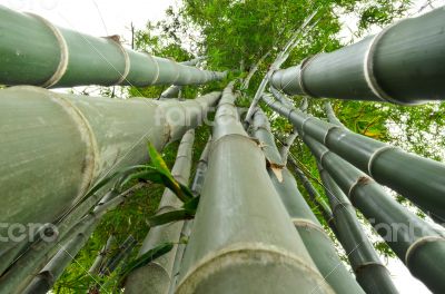 Stalks of bamboo in ant view