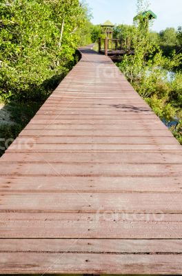 Wood bridge in mangroves