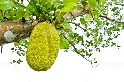 Jackfruit on the tree
