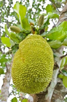 Jackfruit on the tree