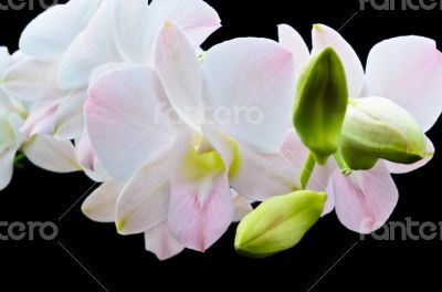 Bouquet orchid flower isolated on black