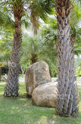 Rocky and tree in garden