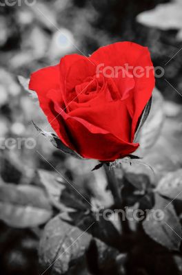 Red rose