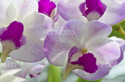Dendrobium orchid hybrids is white and pink