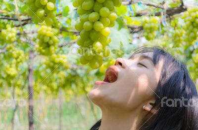 Women eating green grapes in vineyard