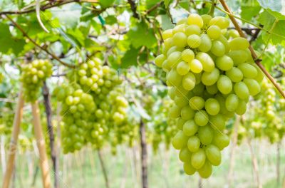 Green grapes in vineyard