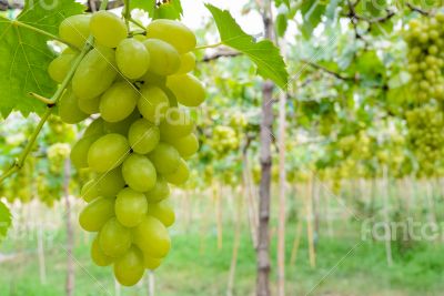 Green grapes in vineyard