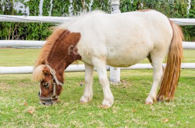 Dwarf horses eating grass