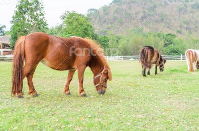 Dwarf horses eating grass