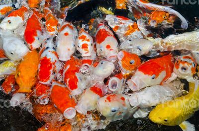 Colorful many Koi Carps fish