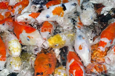 Colorful many Koi Carp
