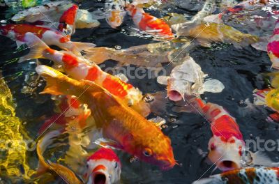 Colorful many Koi Carp
