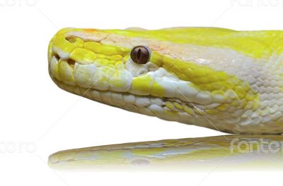 Head albino python snake isolated on white
