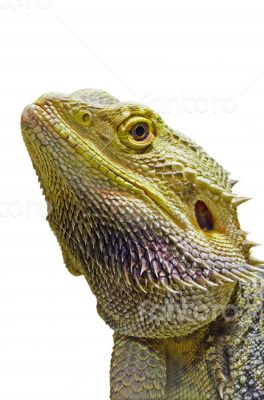 Close-up of Bearded Dragon head isolated on white