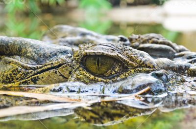 Eyes of the crocodile in water