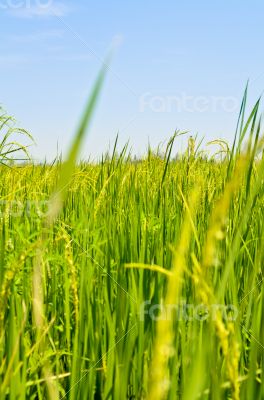 Landscape green rice fields