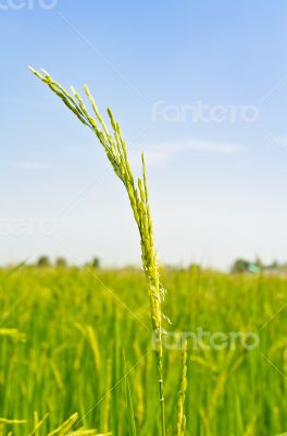 Green heads of grain