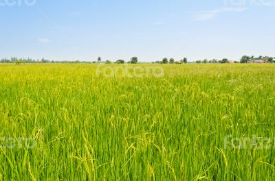 Landscape green rice fields