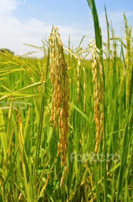Ripe heads of grain