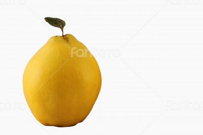 Quince White Background