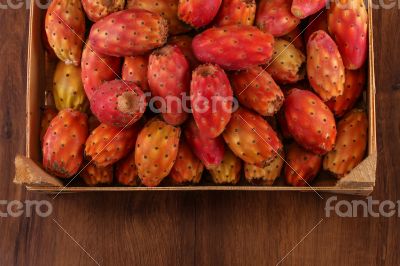 Many cactus pear or nopal