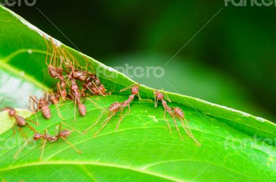 Weaver Ants or Green Ants (Oecophylla smaragdina)