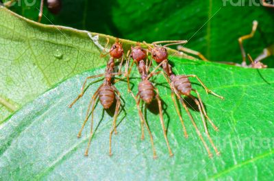 Weaver Ants or Green Ants (Oecophylla smaragdina)