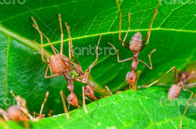Weaver Ants or Green Ants (Oecophylla smaragdina)