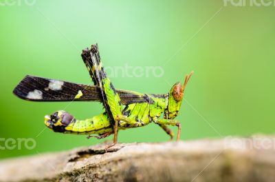Monkey Grasshopper ( Erianthus serratus )