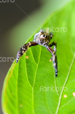 Hasarius adansoni ( Jumping Spider)