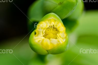 Limnocharis flava or Yellow Burr Head flower