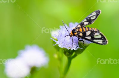 Wasp Moth or Eressa angustipenna