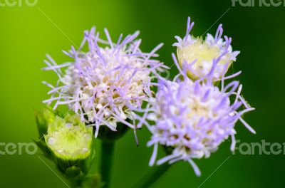 Flowers of Billy Goat Weed ( Ageratum conyzoides ) 