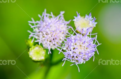 Flowers of Billy Goat Weed ( Ageratum conyzoides ) 